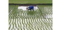  India korlátozza a rizsexportot, ezért globális hiány és áremelkedés várható  