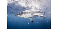  Mindenkit megdöbbentett a cápatámadásban meghalt tini esete  