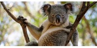  Ausztrália lehet az első ország a világon, ahol nem hal ki több állat  