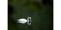  Tucatnál is több hattyútetemet találtak Sárospataknál  