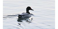  Nyíllal átlőtt fejű kacsa úszkált a Balatonban  