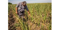  Először nem fedezi a kukoricatermés a hazai szükségleteket  