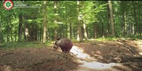  Videón Mihály, a bükki medve  