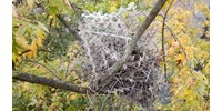  Váratlan fordulat: a madarak távol tartására használt tüskékből és hálókból építenek fészket a madarak  