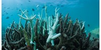  Megkongatták a vészharangot, „szó szerint megfő a Nagy-korallzátony”  