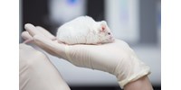  Átprogramozták egerek génjeit, hogy tovább éljenek – úgy néz ki, sikerült meghosszabbítani az életüket  