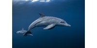  Rengeteg delfint mosott partra a víz Ausztráliában  