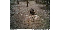  Medve jár Aggteleken, le is fotózták  