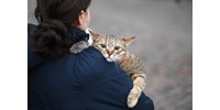  Macskáival, mellékutakon menekül Kijevből egy ukrán civil szervezet vezetője  
