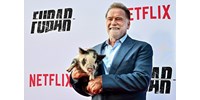  Arnold Schwarzenegger egy törpemalaccal ment premierre  