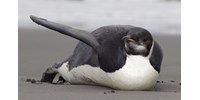  80 éven belül kihalhatnak a császárpingvinek és egymillió másik faj is  