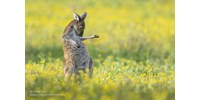 Vidraballerina és léggitározó kenguru - itt vannak az idei Comedy Wildlife fotópályázat legviccesebb képei