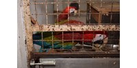  Megszállottan gyűjtött védett madarakat, természetkárosítással gyanúsítják a gyulai férfit – videó  