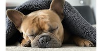  Magyar kutatók bizonyították: alvás közben is figyelnek ránk a kutyák  