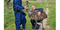 Emut találtak a rendőrök Gárdonyban