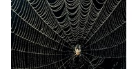  A pókok elterjedését modellezték a kutatók, érdekes eredményre jutottak  
