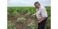  A mezőgazdasági EU-s forrásokat is a jogállamiságtól tenné függővé egy svéd-finn javaslat  