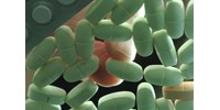  67 év után sikerült bebizonyítani, mire lehet képes a szervezetben a B1-vitamin  
