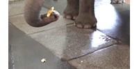  Megtanulta az embertől a berlini állatkert elefántja, hogyan kell banánt hámozni – videó  