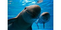  Szemünk előtt halnak ki a disznódelfinek, már 10 sem él belőlük – „a tengerek kokainja” okozhatja a vesztüket  
