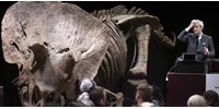  6,6 millió eurót fizetett valaki a legnagyobb ismert triceratopsz-csontvázért  