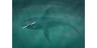  Nem Ausztrália legendás fehér bálnája, Migaloo a Mallacoota partján talált elpusztult állat  