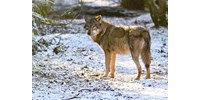  Átúszta a Dunát, már Nógrádban jár a kósza svájci farkas  