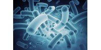 Halálos húsevő baktérium terjed, figyelmeztetést adott ki az amerikai járványügyi központ