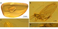  35 000 000 éves ősi rovart találtak egy borostyánba zárva, alaposabban is megvizsgálták  
