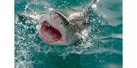  Felfedeztek valami izgalmasat a tengeri élőlényeket rettegésben tartó nagy fehér cápáknál  