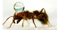  Egy kutató lefilmezte a hangyákat, ahogy „leköveznek” egy ragacsos felületet, így építenek hidat  