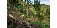  A Pilisi Parkerdő a tarvágásos rendeletről: Az erdő mint zöld tőke nincs veszélyben  