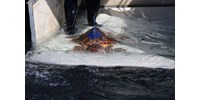  Horog fúródott a gyomrába Salinának, a megmentett teknős most már leúszik 1500 km-t is  