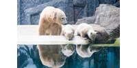  Filmszereplőkről kapott nevet a Nyíregyházi Állatpark két jegesmedvebocsa  