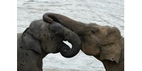  Orvvadászok miatt születik egyre több agyartalan elefánt  