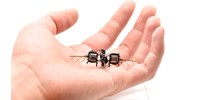  Megcsinálták, működik: jöhetnek a robotméhek, melyek a beporzást is simán elvégzik  