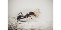  35 millió éves hangyára bukkantak egy borostyánba zárva  