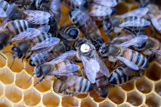 Elképesztő dolgokat árulhatnak el egy városról az ott élő méhek, akár betegségek monitorozásában is segíthetnek