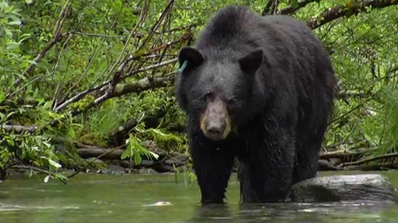 Négyszáz „szelfit” csinált magáról egy coloradói medve