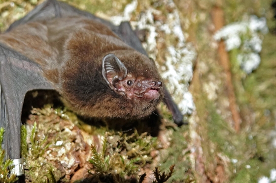 Zhvg: The Bird of the Year in New Zealand this year…became a flying mammal