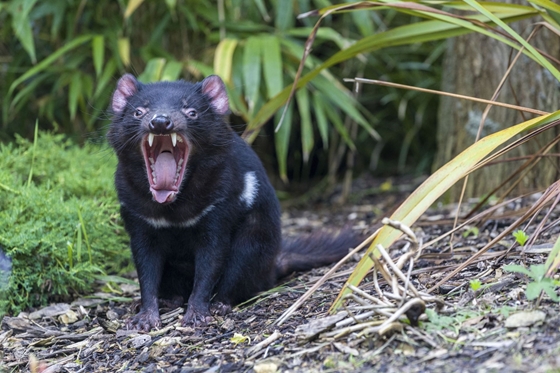 Tecnología: dos especies de aves fueron casi exterminadas por demonios de Tasmania rescatados