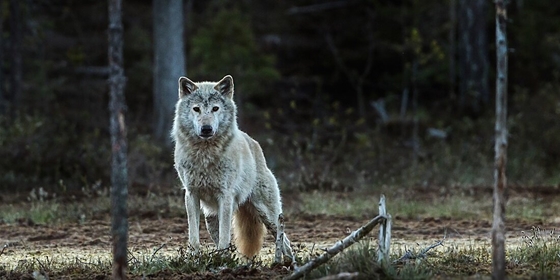 Tecnología: Hay 31 lobos vagando por Austria y no están contentos con ellos