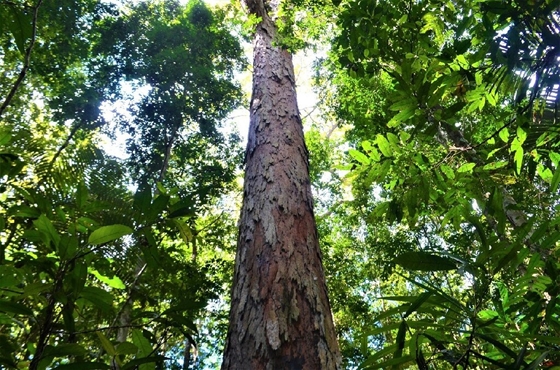 Zhvg: La deforestación de la selva amazónica en Brasil continúa a tasas récord