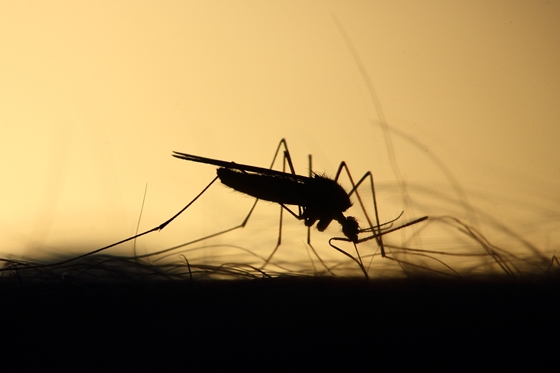 Tecnología: Los científicos han descubierto por qué los mosquitos pican más a algunas personas y por qué a otras no