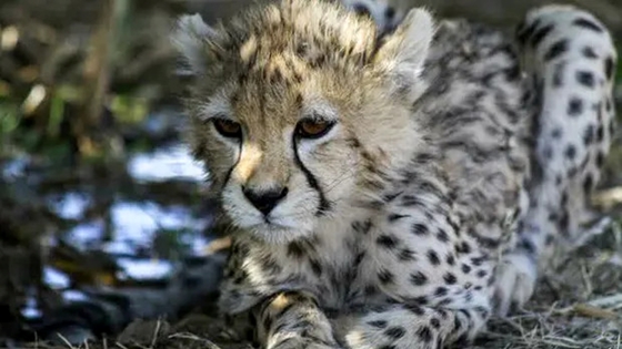 The tech: The Asian cheetah may soon become extinct, and one of the last specimens has died