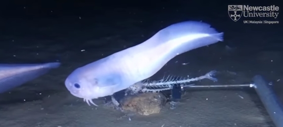 Tech: The deepest live fish was filmed in Japan