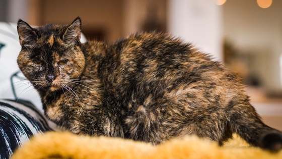A világ legöregebb macskája olyan idős, mintha egy 120 éves ember lenne
